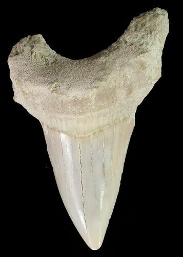 Otodus Shark Tooth Fossil - Eocene #67264